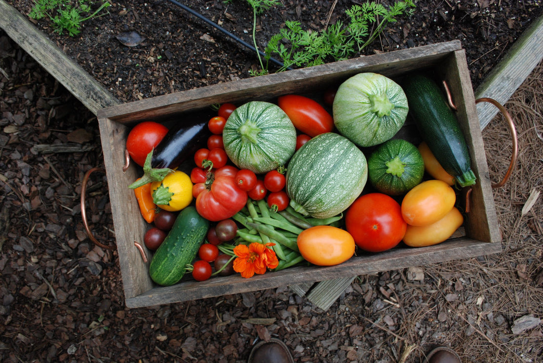 The Secret to Thriving Plants using Coir